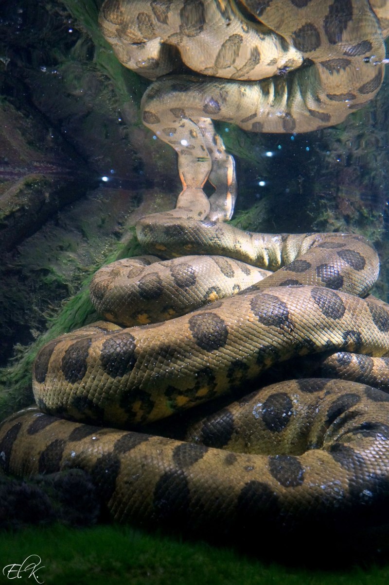 Зеленая Анаконда (eunectes murinus)