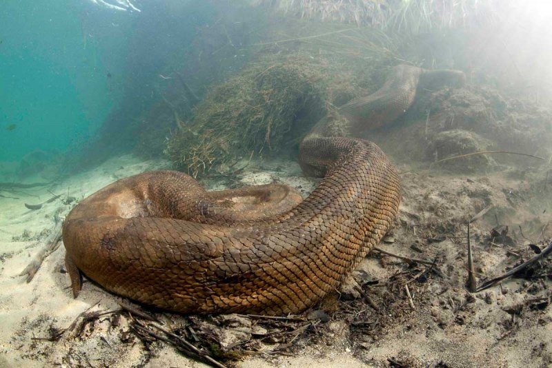 Анаконда eunectes beniensis