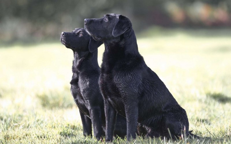 Лабрадор Retriever