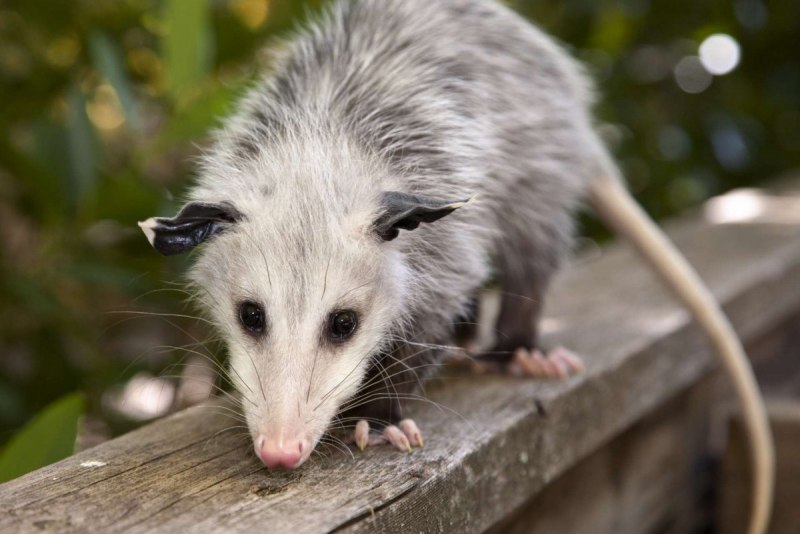 Опоссум (Didelphis virginiana)