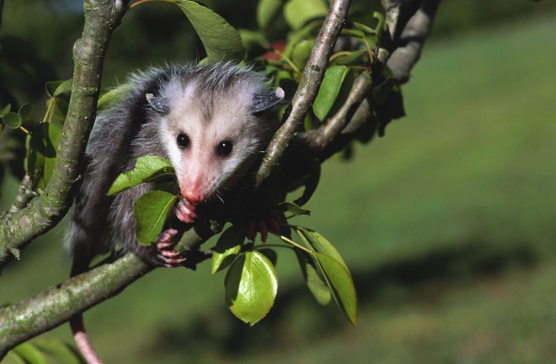Опоссум (Didelphis virginiana)