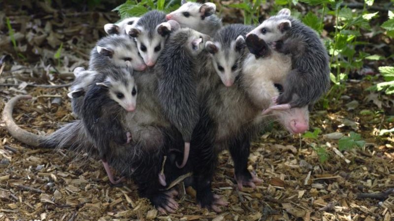Опоссум виргинский (Didelphis virginiana)