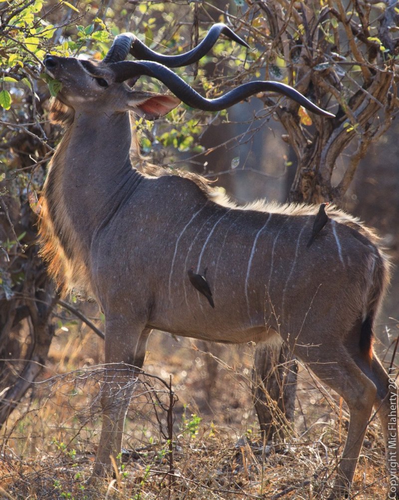 Антилопа Kudu
