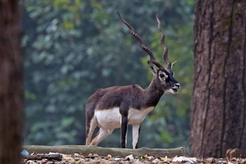 Antilope cervicapra
