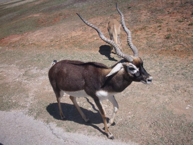 Northern Pronghorn Antelope