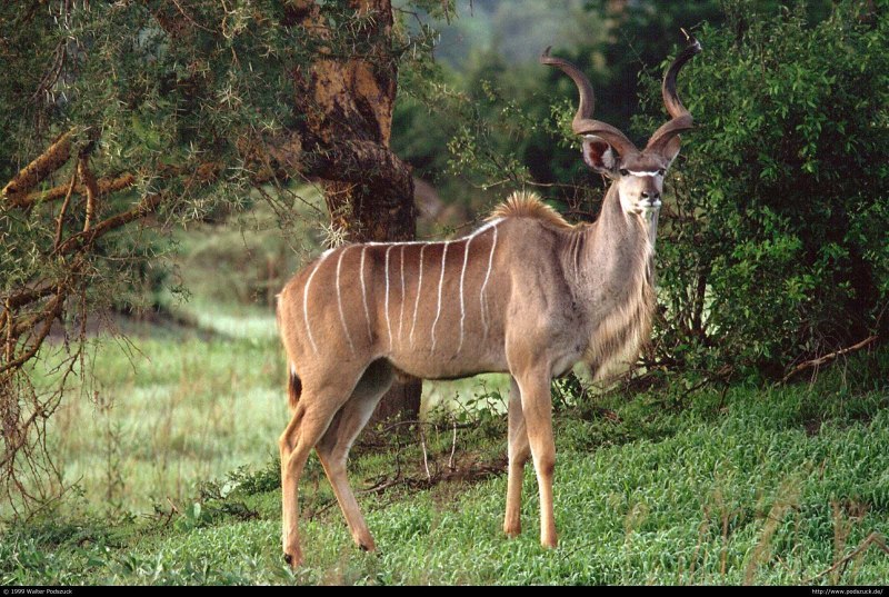 Антилопа Kudu