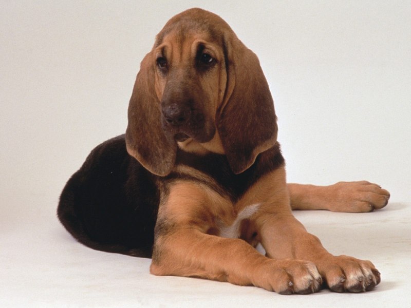 Bloodhound порода собак