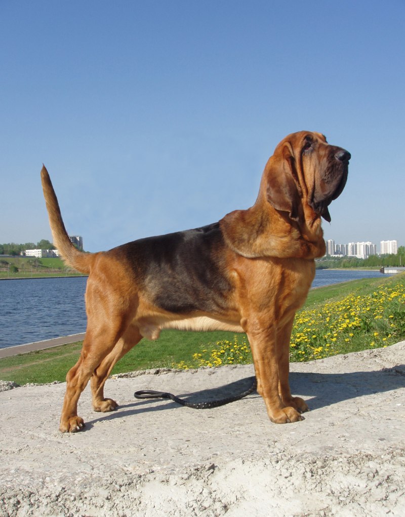 Блэк хаунд