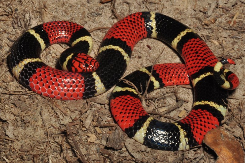 Арлекиновый Аспид (Micrurus Fulvius)