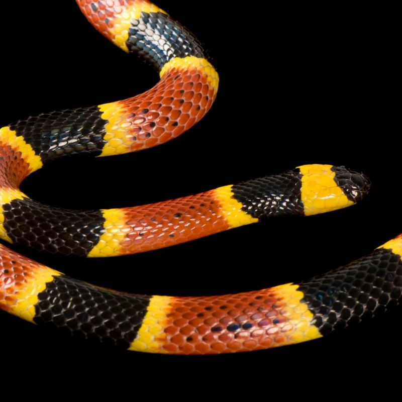 Eastern Coral Snake