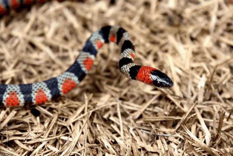 Lampropeltis Triangulum annulata