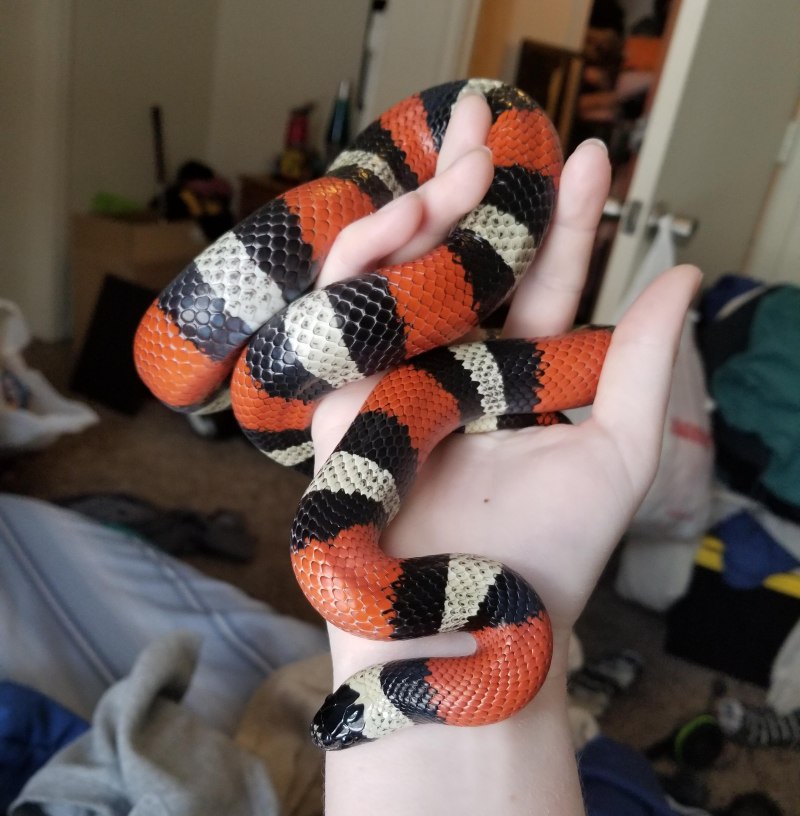 Аспид. Micrurus