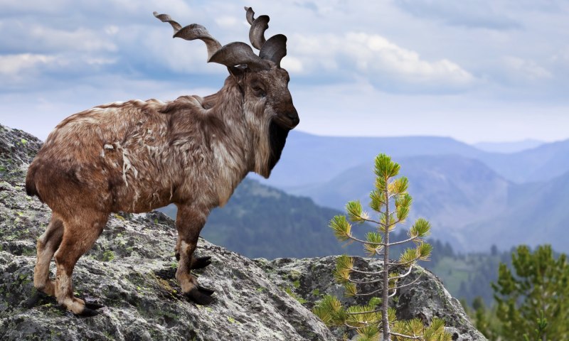 Баран Мем