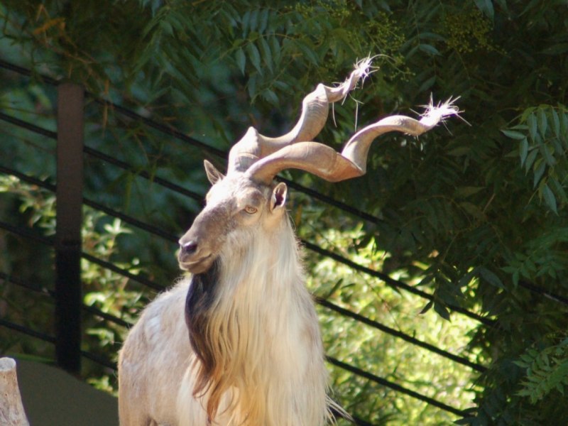 Козёл Винторогий/Turkmenian Markhor