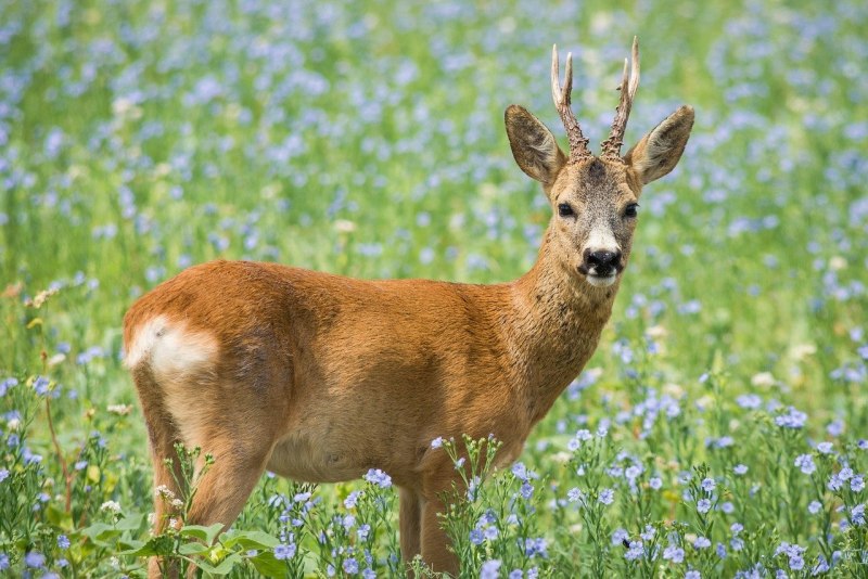 Косуля Сибирская (capreolus pygargus Pall.)