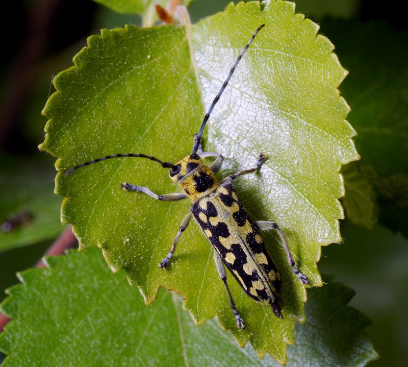 Жук Saperda scalaris