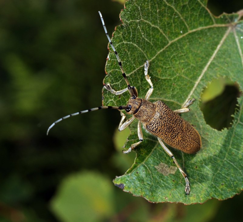 Saperda carcharias
