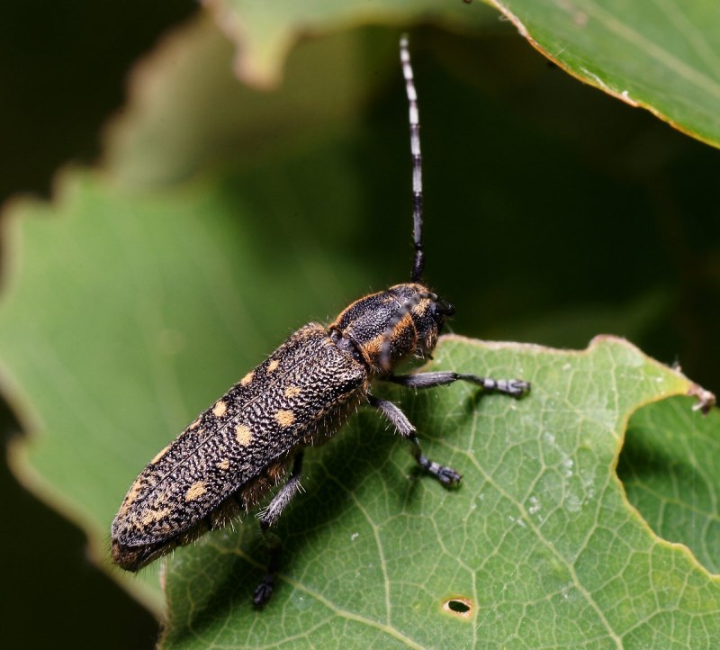 Saperda populnea (Linnaeus 1758)