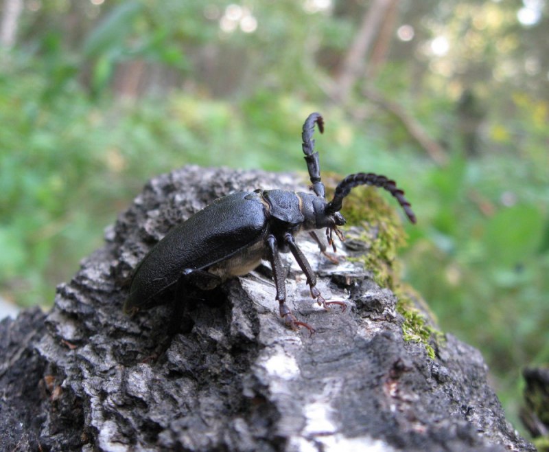Prionus coriarius Жук