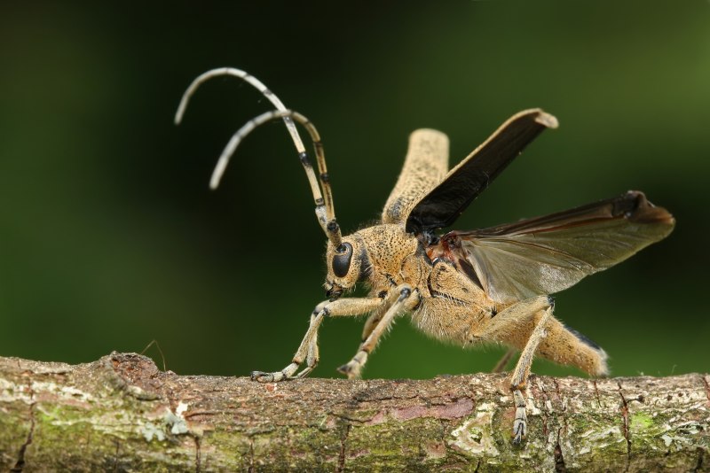Жуки Mecynorrhina ugandensis