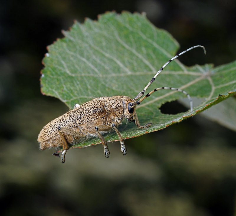 Saperda carcharias