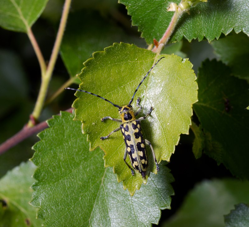 Xixuthrus lunicollis