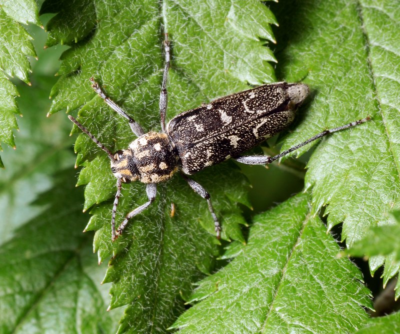 Xylotrechus Rusticus