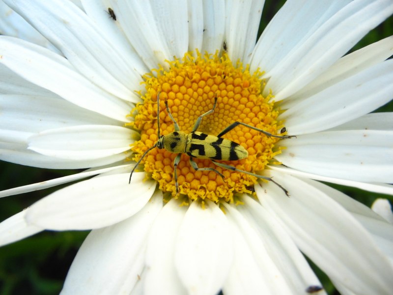 Жук Cerambycidae