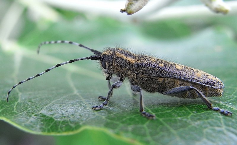 Saperda populnea