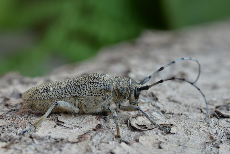 Saperda carcharias