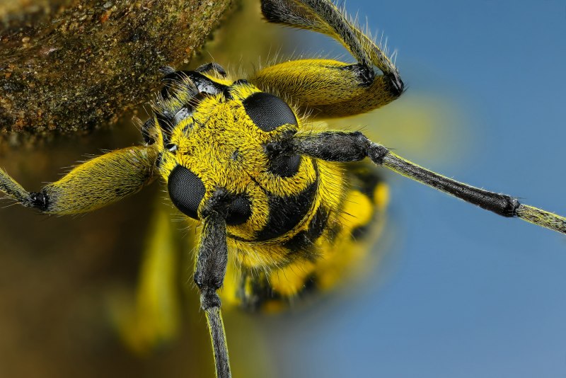 Скорпион Heterometrus spinifer
