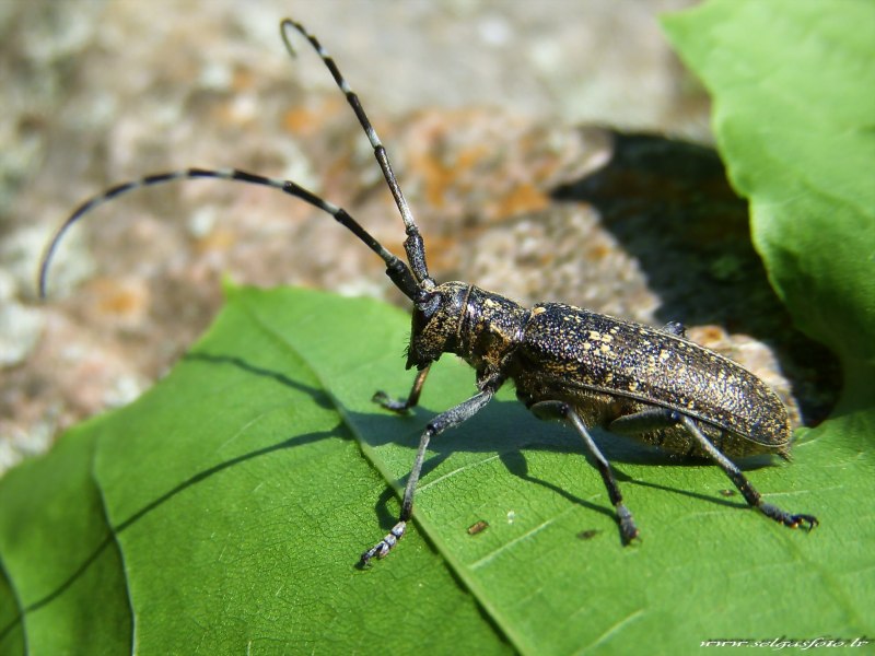 Черный Сосновый усач (Monochamus galloprovincialis oliv.)