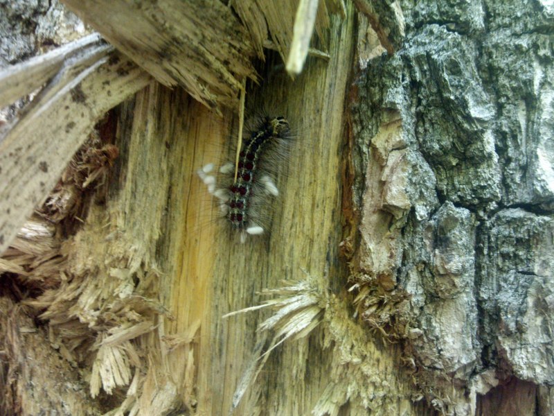 Скрипун мраморный (Saperda scalaris)