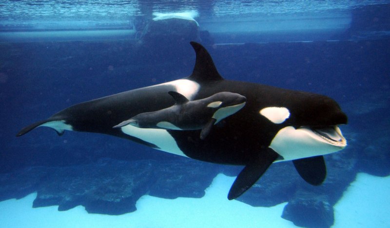 Косатка Orcinus Orca