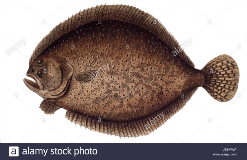 Тюрбо (Scophthalmus Maximus)