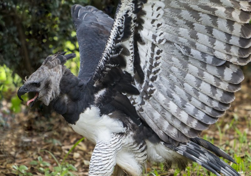 Harpy Raptor