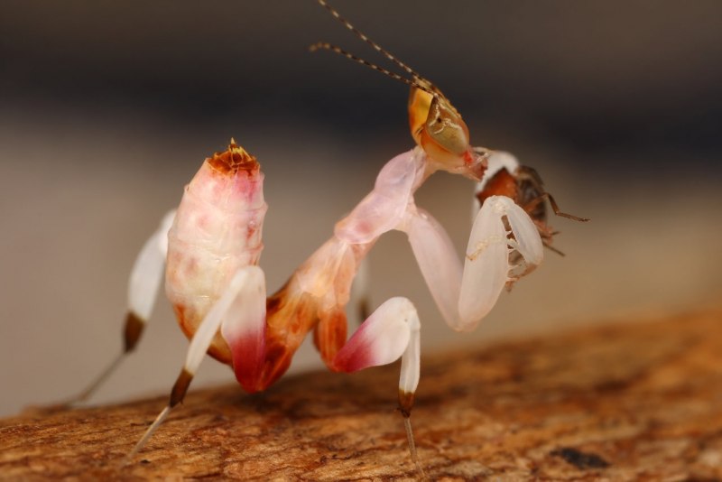 Орхидейный богомол (Hymenopus coronatus)