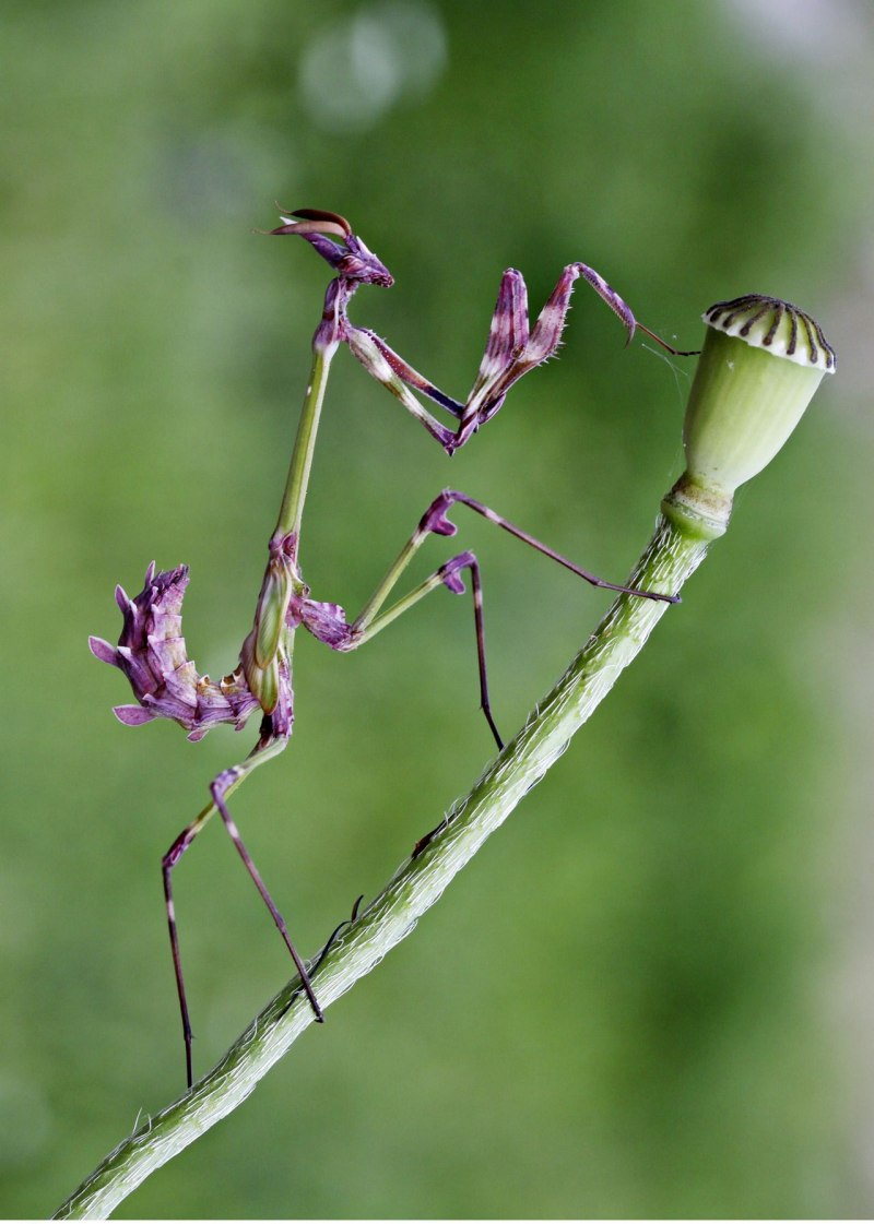 Богомол Hymenopus coronatus