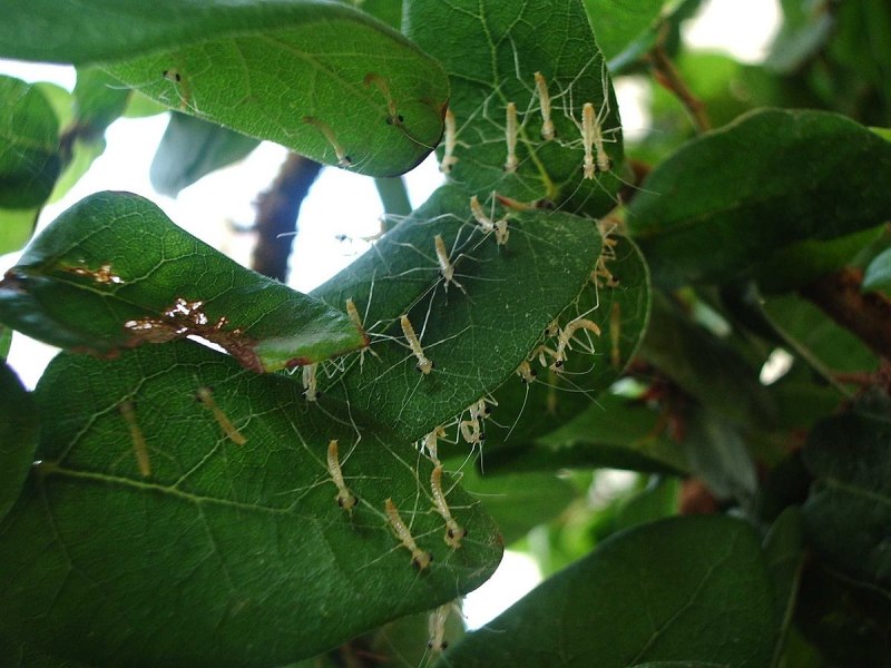 Hierodula venosa богомол самец