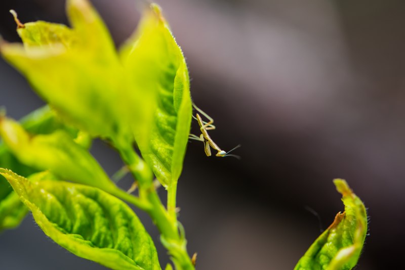 Земляной богомол (Geomantis Larvoides)