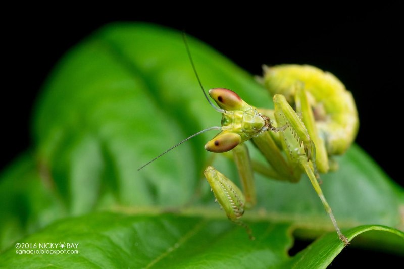 Miomantis paykullii