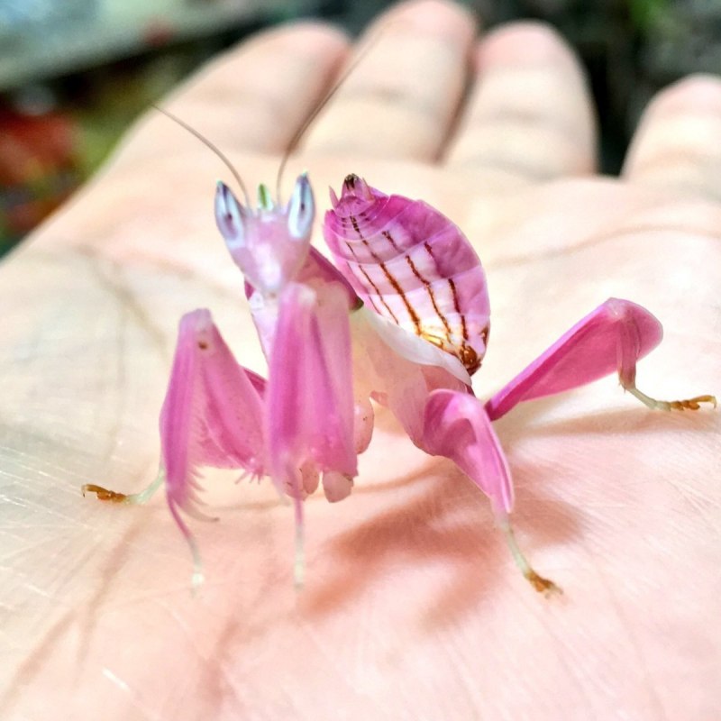 Hierodula SP. Vietnam богомол