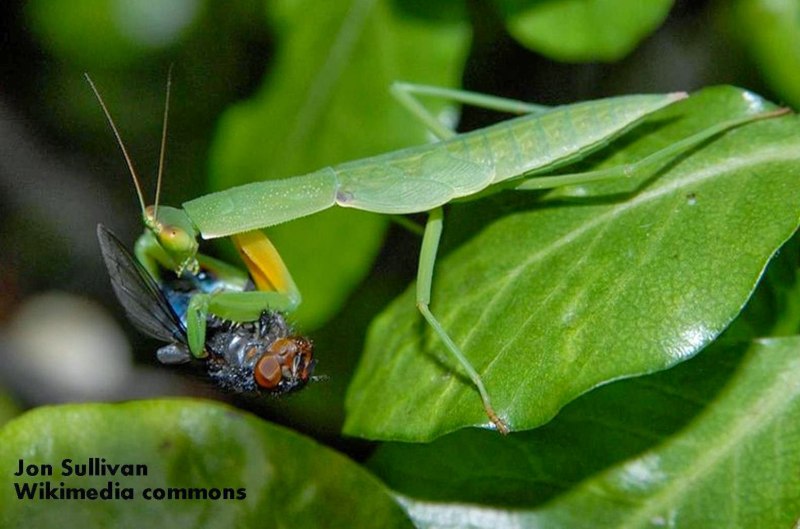 Богомол Hymenopus coronatus