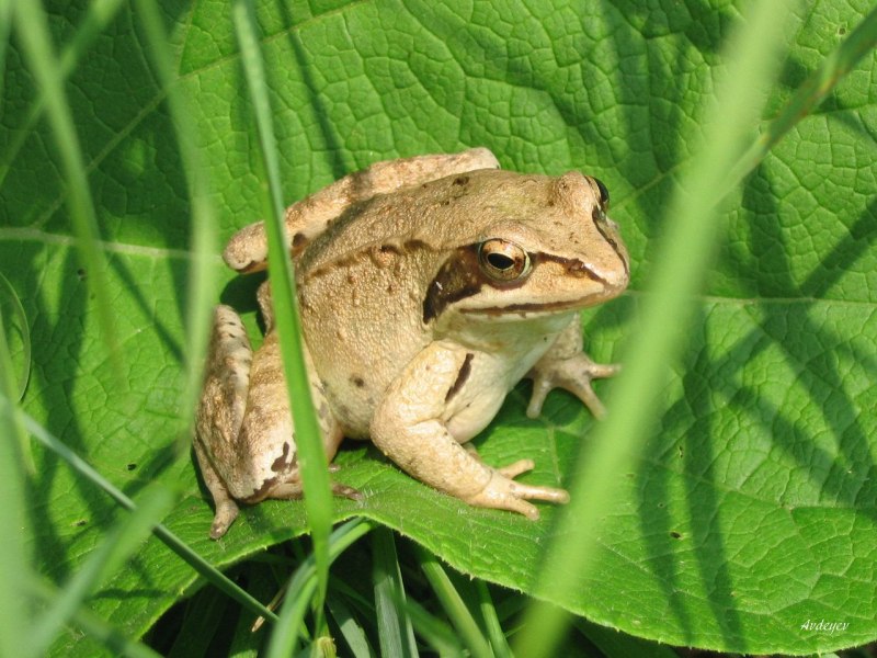 Лягушка травяная Rana temporaria Linnaeus, 1758