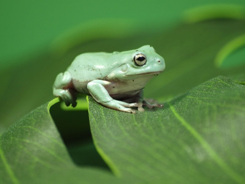 Water Sky Tree Frog