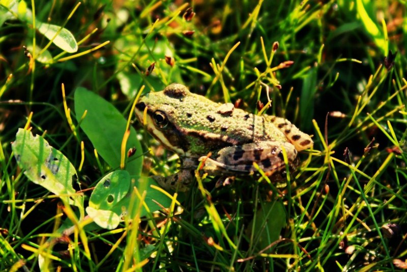 Амфибии toad