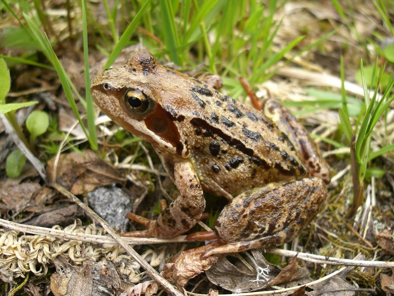 Rana temporaria