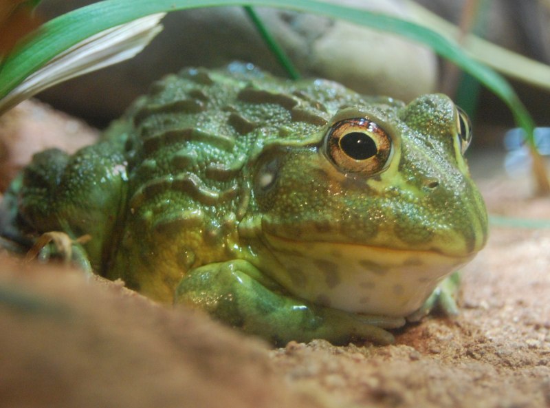Лягушка-водонос (Pyxicephalus adspersus)
