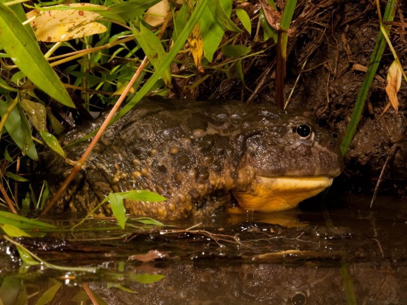 Лягушка-водонос (Pyxicephalus adspersus)
