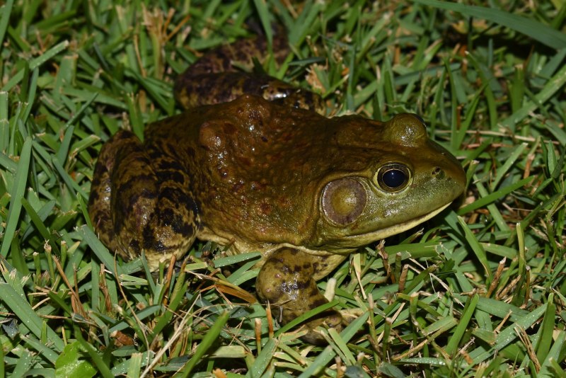 Лягушка-водонос (Pyxicephalus adspersus)